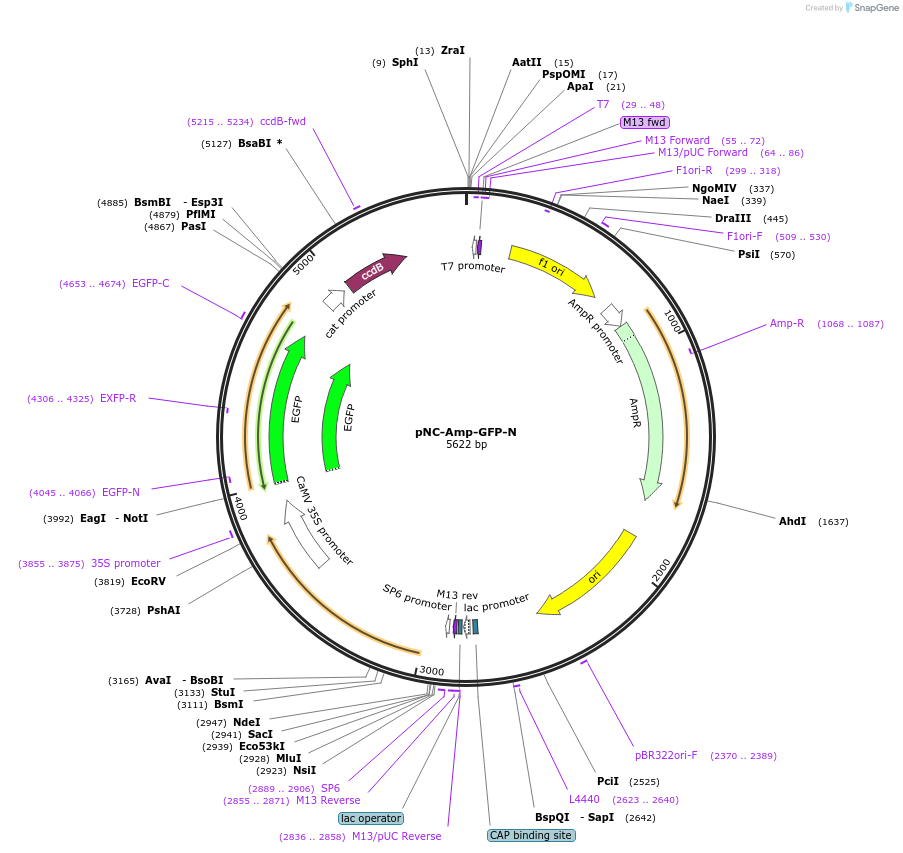 193416-plasmid-map-sequence-id-378341