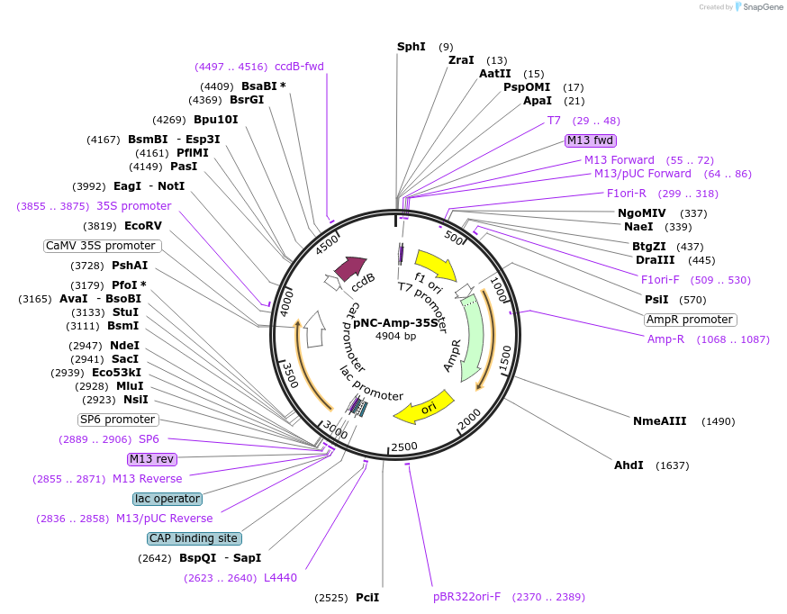 193398-plasmid-map-sequence-id-378343