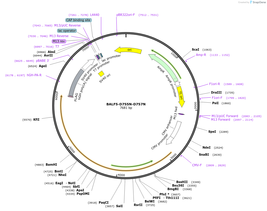 192455-plasmid-map-sequence-id-378346