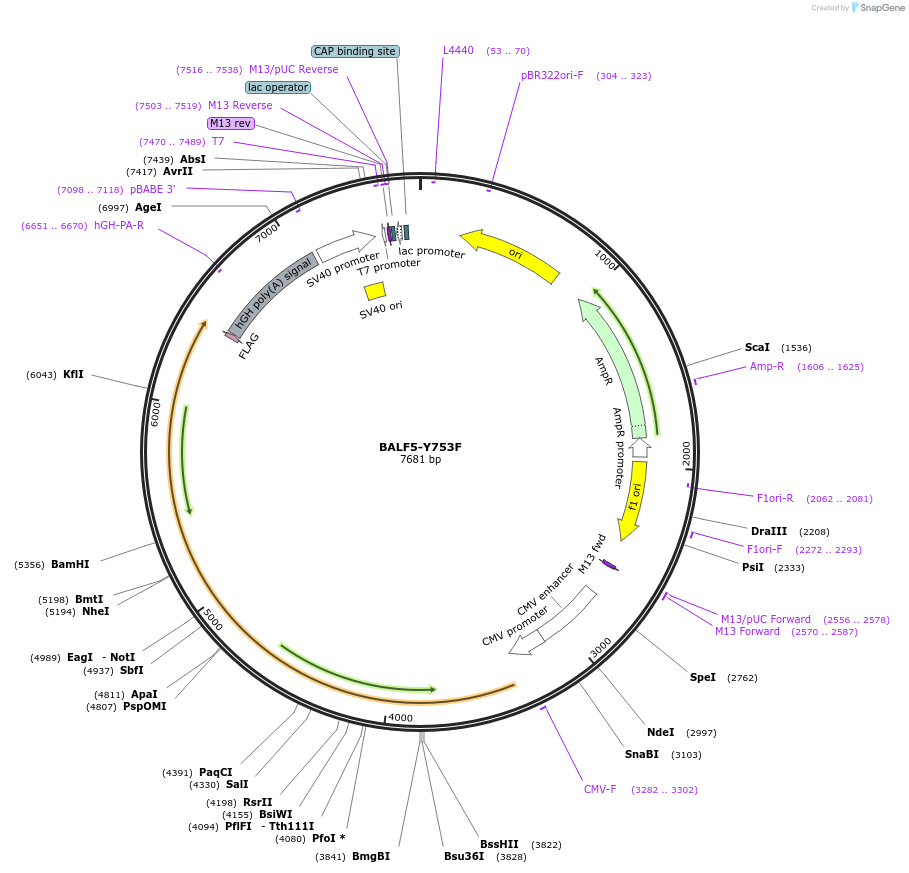 192456-plasmid-map-sequence-id-378347