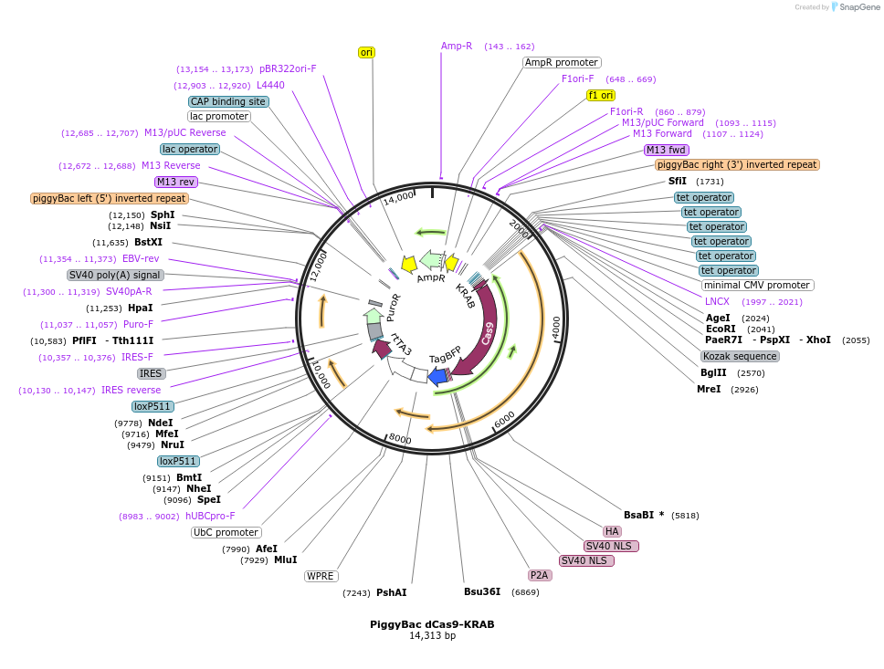 191314-plasmid-map-sequence-id-378368