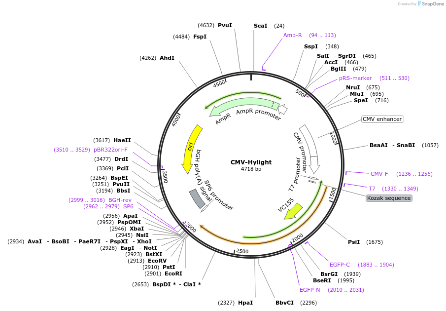 193447-plasmid-map-sequence-id-378450