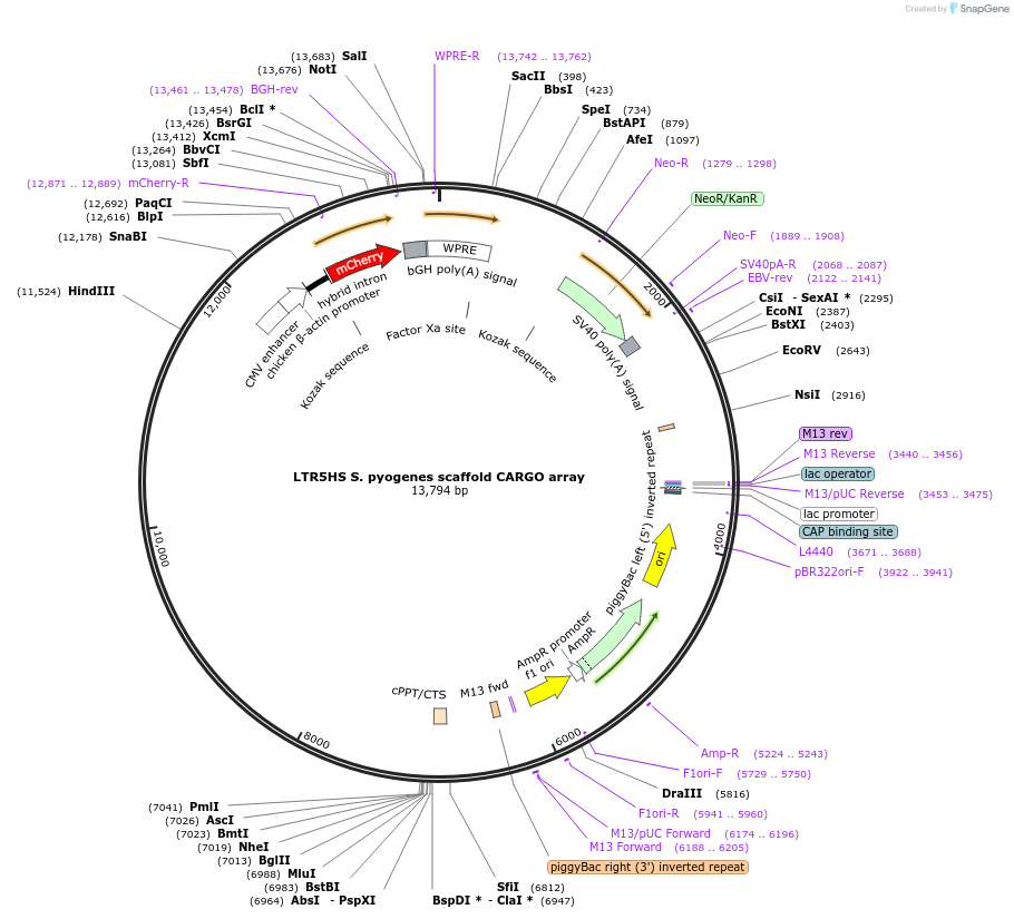 191316-plasmid-map-sequence-id-378475