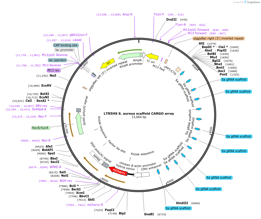 191317-plasmid-map-sequence-id-378476