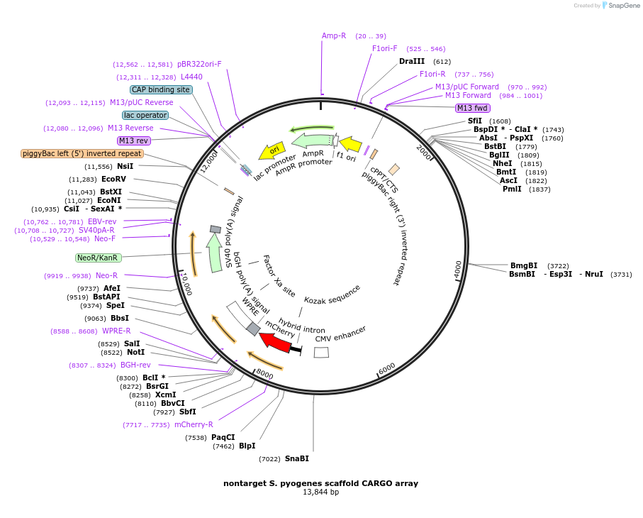 191319-plasmid-map-sequence-id-378477