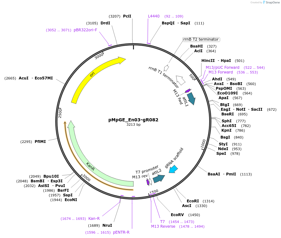 188551-plasmid-map-sequence-id-378479