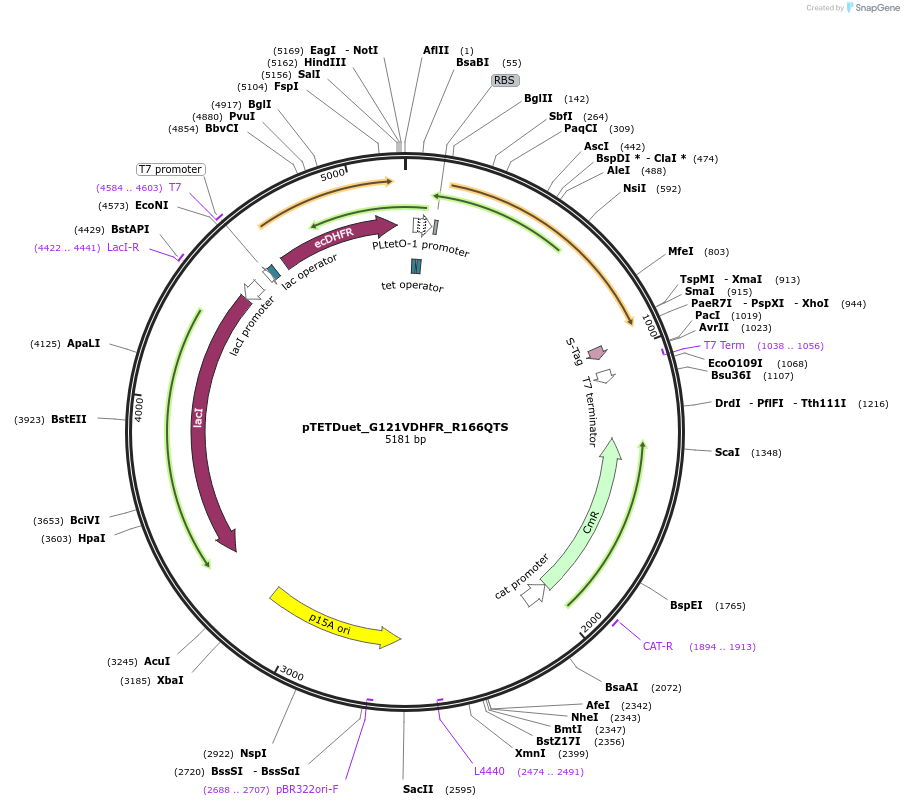 191297-plasmid-map-sequence-id-378502