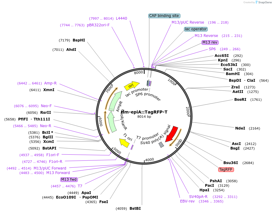 176430-plasmid-map-sequence-id-378520
