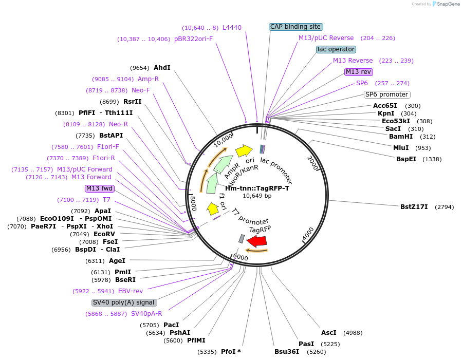 176425-plasmid-map-sequence-id-378522