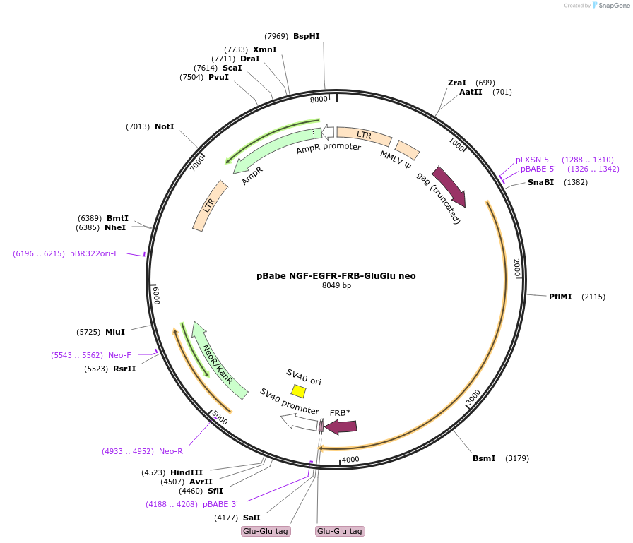 192293-plasmid-map-sequence-id-378570