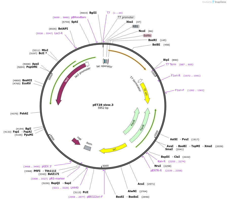 191877-plasmid-map-sequence-id-378572