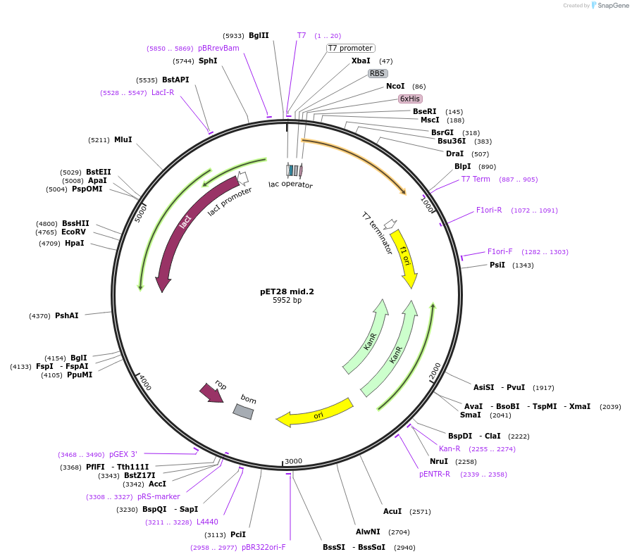 191880-plasmid-map-sequence-id-378574