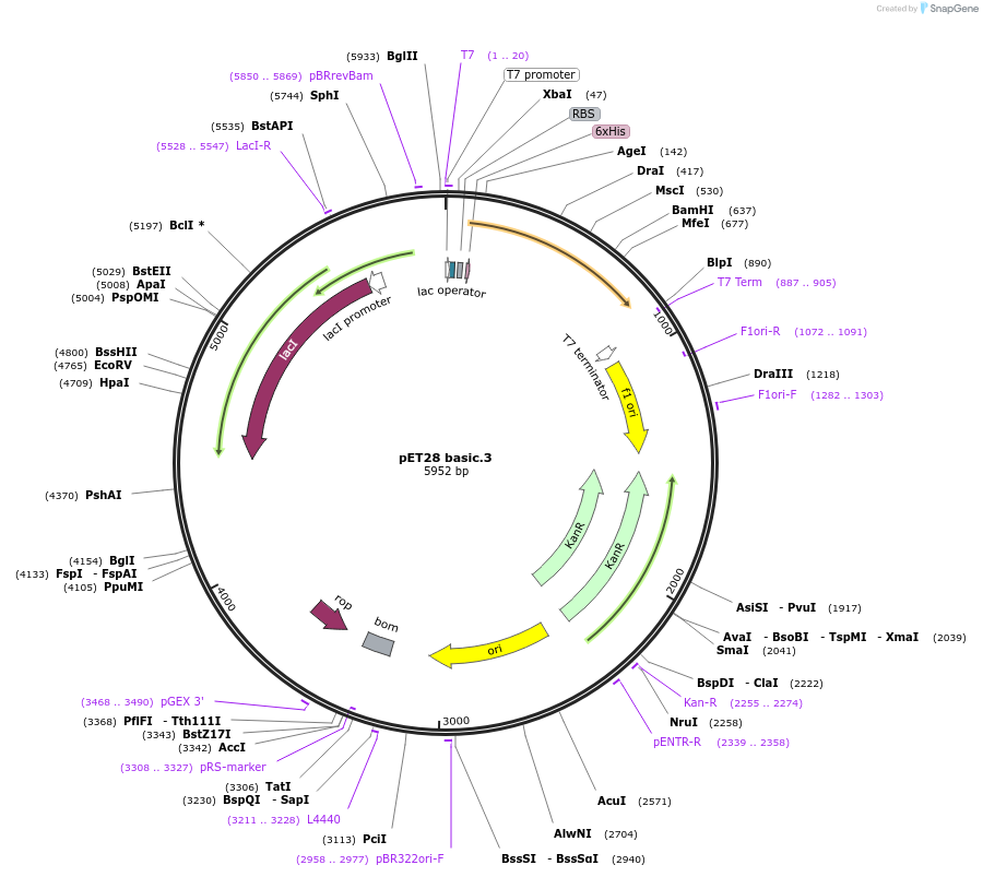 191881-plasmid-map-sequence-id-378575
