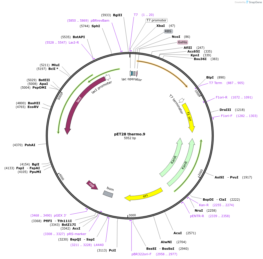 191882-plasmid-map-sequence-id-378576