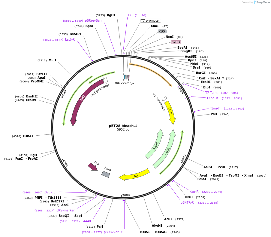 191885-plasmid-map-sequence-id-378578