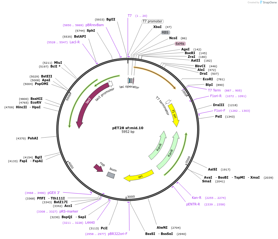 191934-plasmid-map-sequence-id-378579