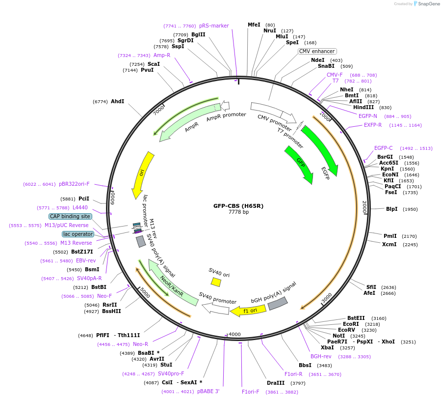 182924-plasmid-map-sequence-id-378582