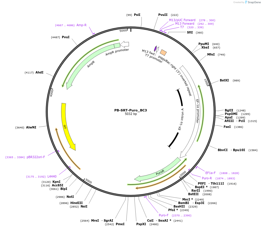 193145-plasmid-map-sequence-id-378587
