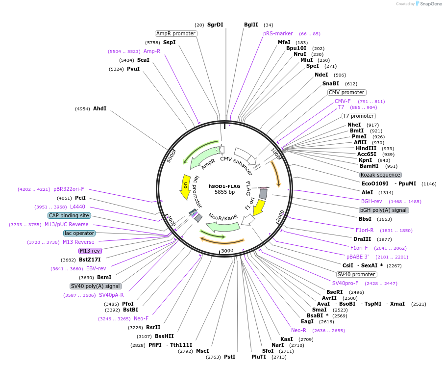 182922-plasmid-map-sequence-id-378588