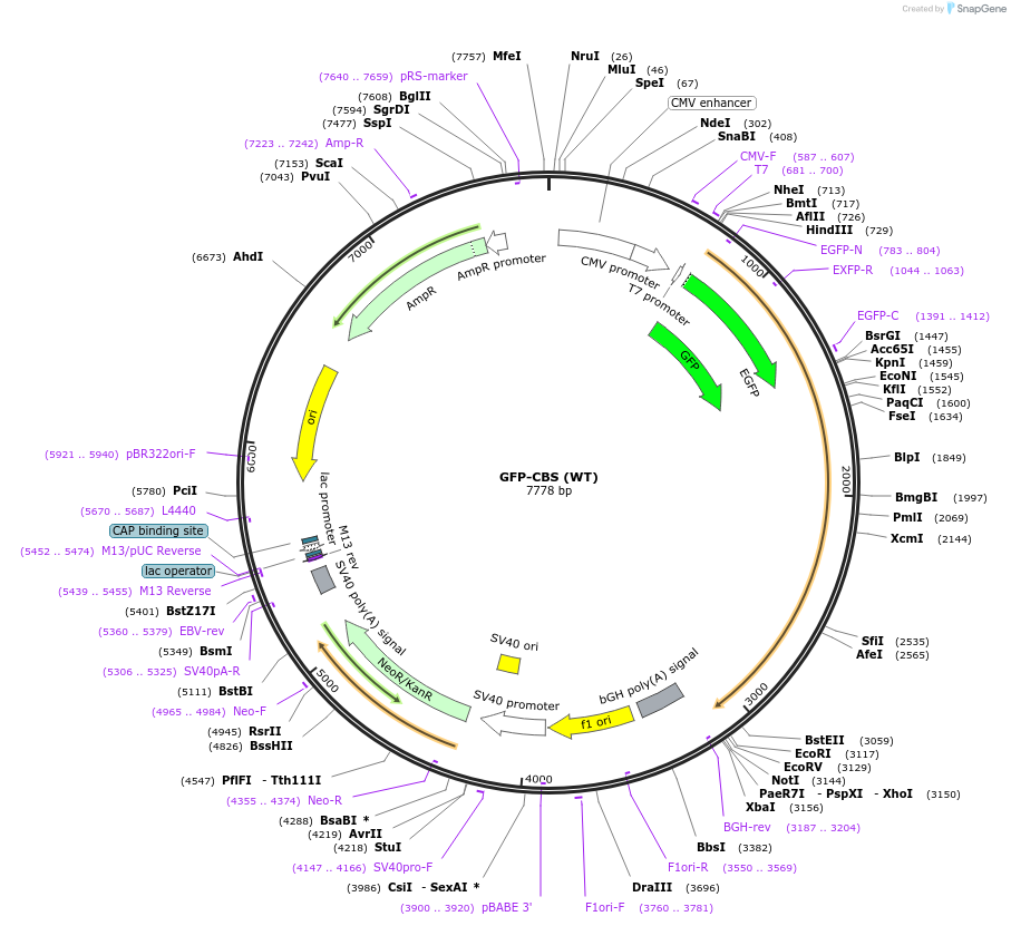 182923-plasmid-map-sequence-id-378589