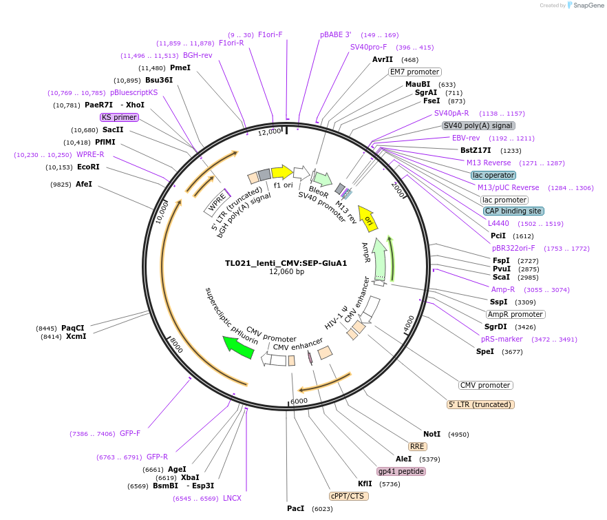 192515-plasmid-map-sequence-id-378596