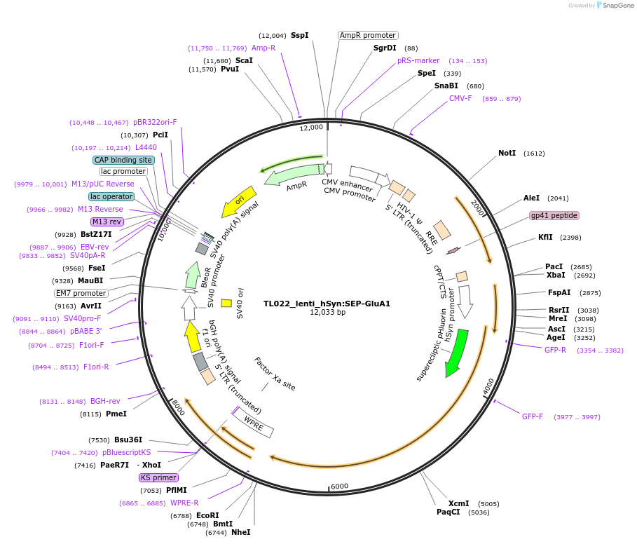 192516-plasmid-map-sequence-id-378598
