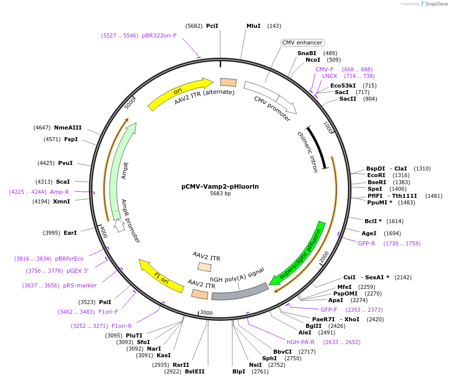 190151-plasmid-map-sequence-id-378601