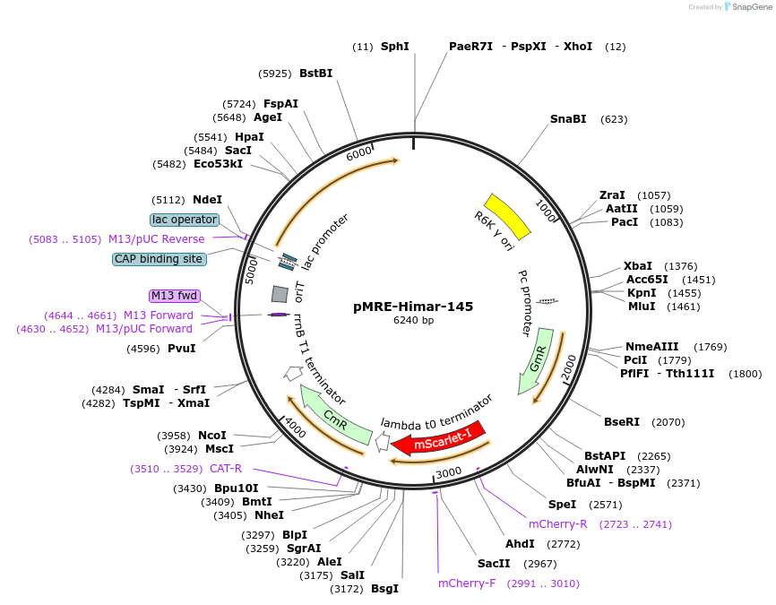 185934-plasmid-map-sequence-id-378612