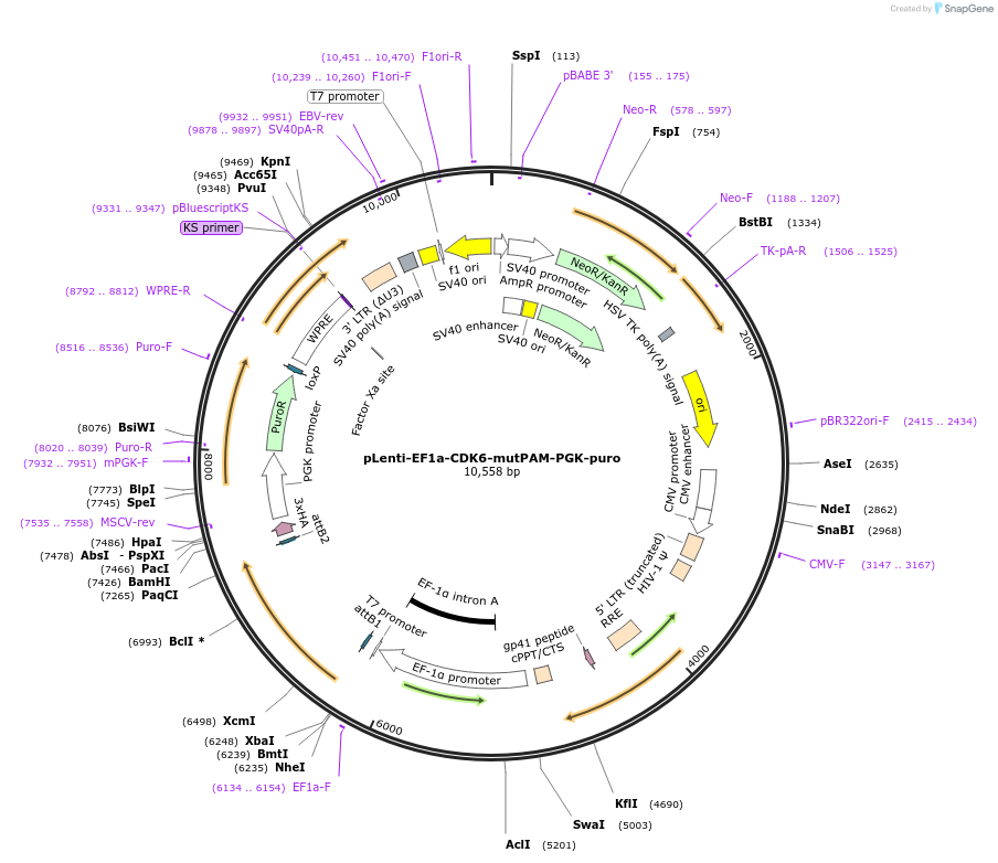 187638-plasmid-map-sequence-id-378640