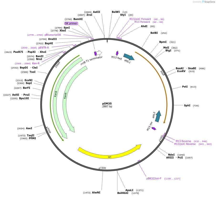 193529-plasmid-map-sequence-id-378702