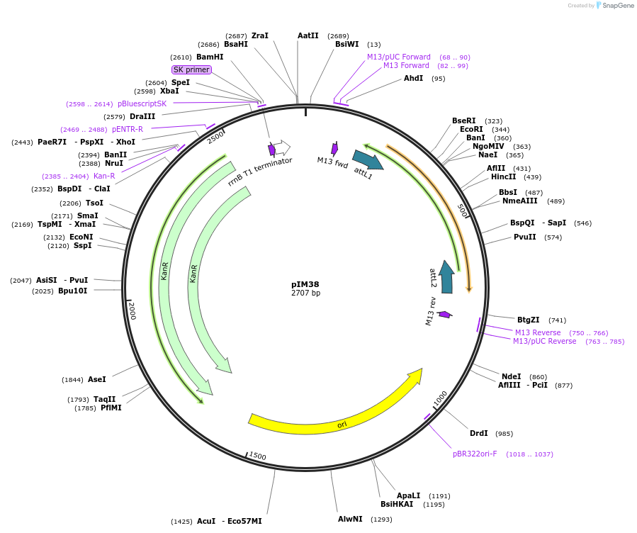 193532-plasmid-map-sequence-id-378703