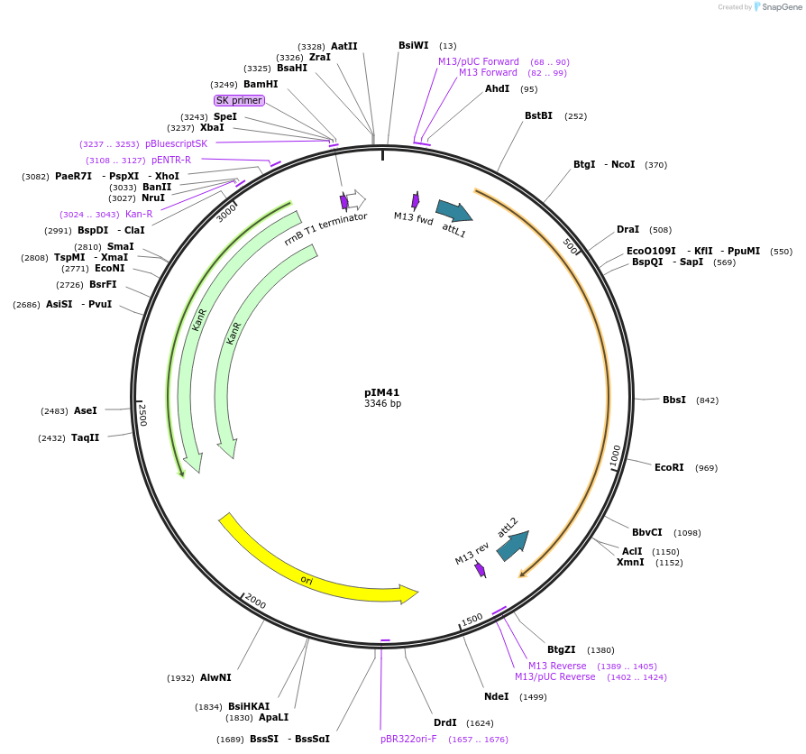 193535-plasmid-map-sequence-id-378707
