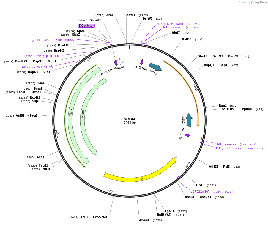 193538-plasmid-map-sequence-id-378708