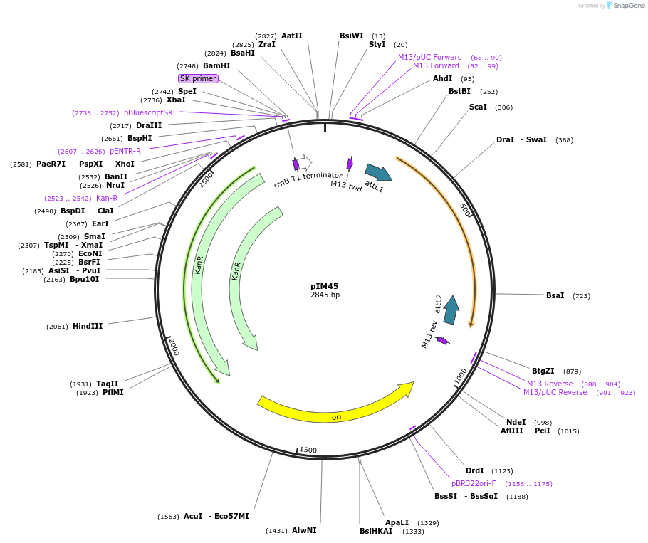 193539-plasmid-map-sequence-id-378709