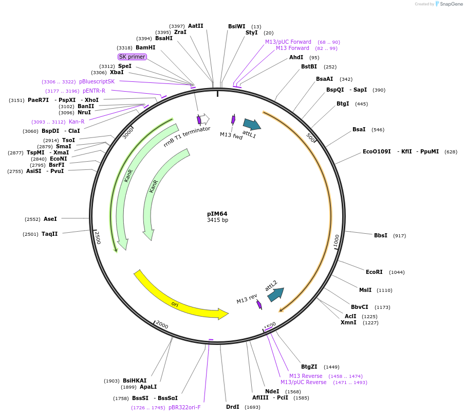 193546-plasmid-map-sequence-id-378715