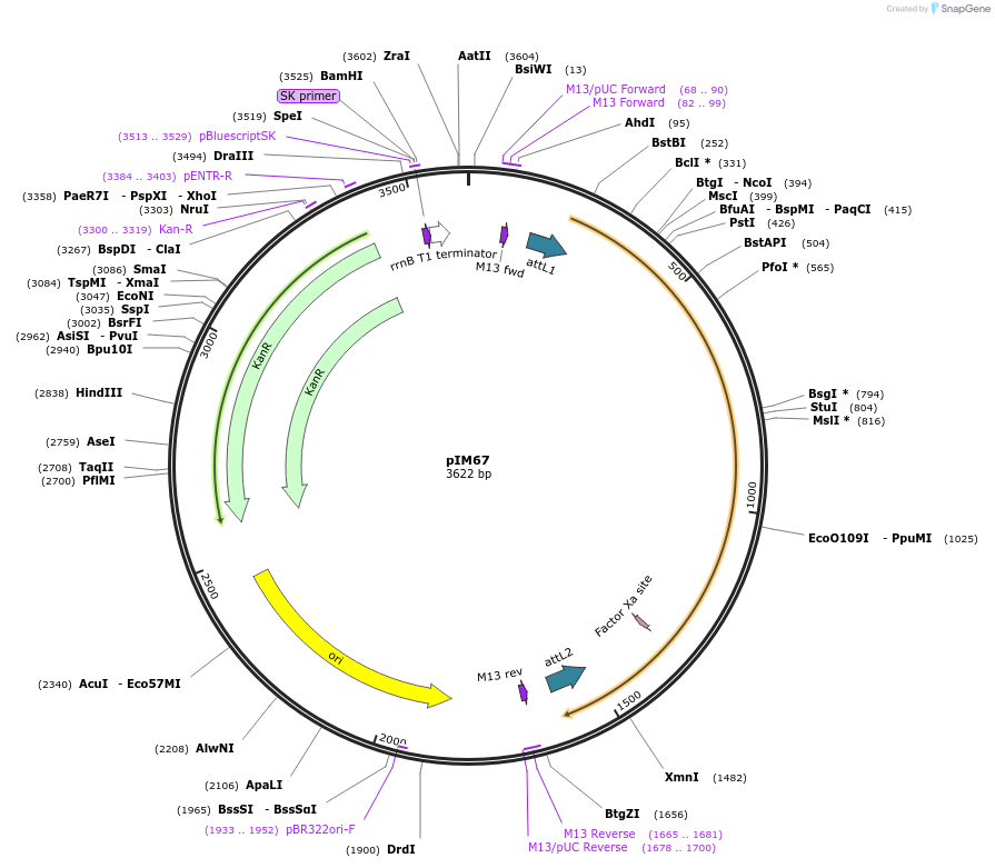 193549-plasmid-map-sequence-id-378717