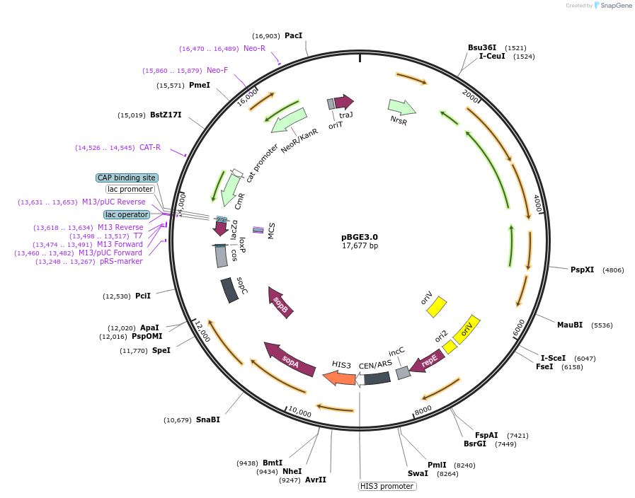 165988-plasmid-map-sequence-id-378724