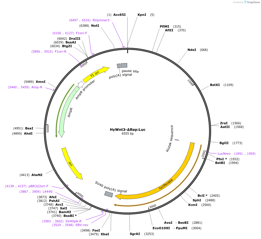 192987-plasmid-map-sequence-id-378726