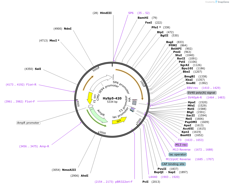 192993-plasmid-map-sequence-id-378728