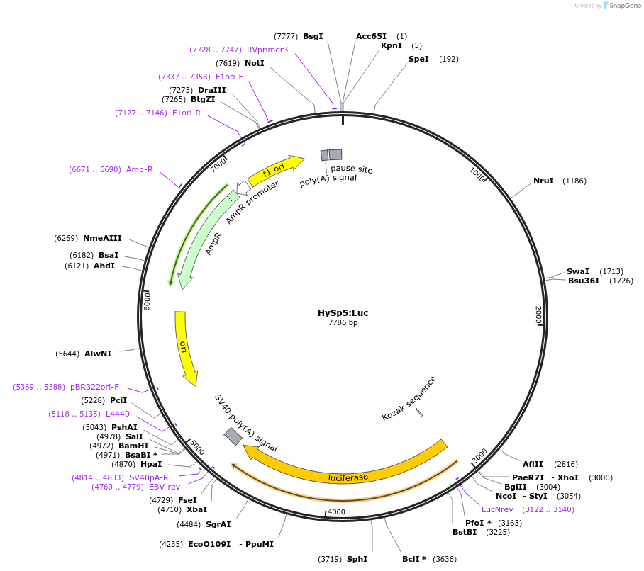 192985-plasmid-map-sequence-id-378730