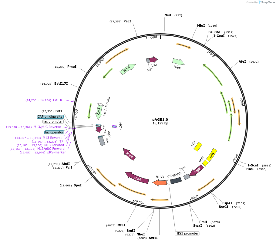 165983-plasmid-map-sequence-id-378731
