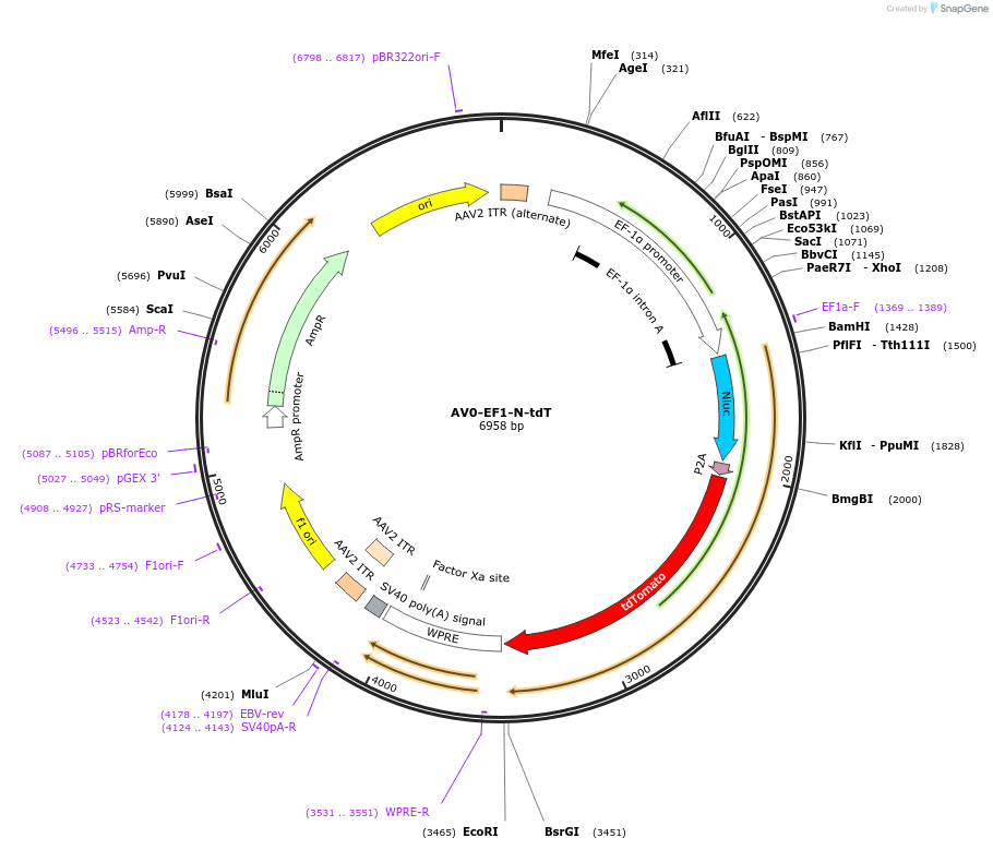 192889-plasmid-map-sequence-id-378756