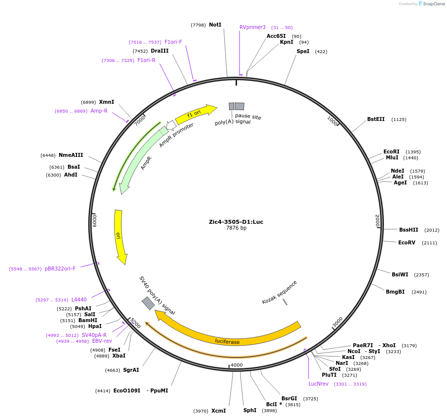 193003-plasmid-map-sequence-id-378761