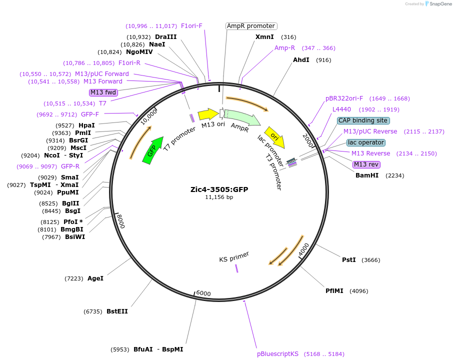 193001-plasmid-map-sequence-id-378769