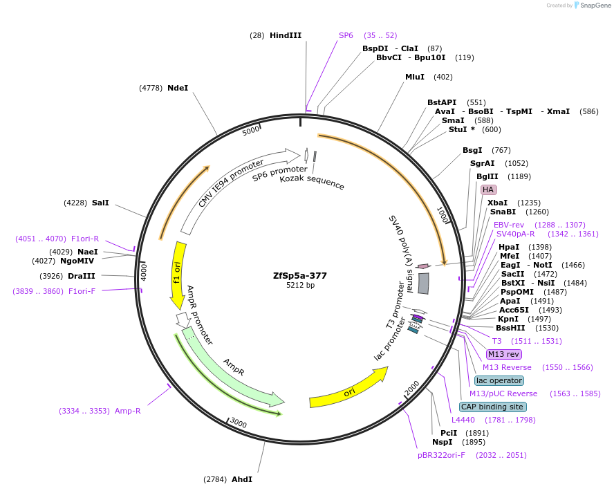 192997-plasmid-map-sequence-id-378773