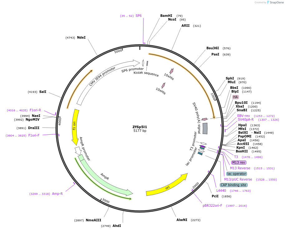 192999-plasmid-map-sequence-id-378775