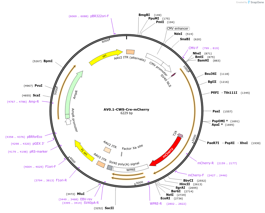 192877-plasmid-map-sequence-id-378776