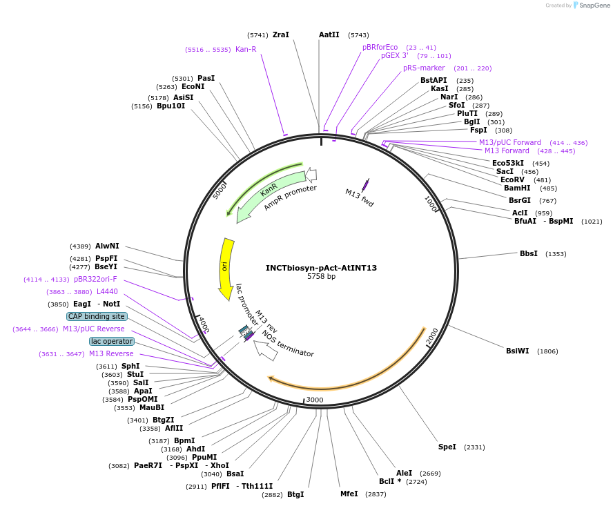 127534-plasmid-map-sequence-id-378786