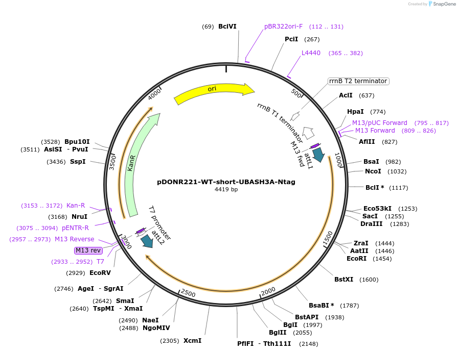 192100-plasmid-map-sequence-id-378790