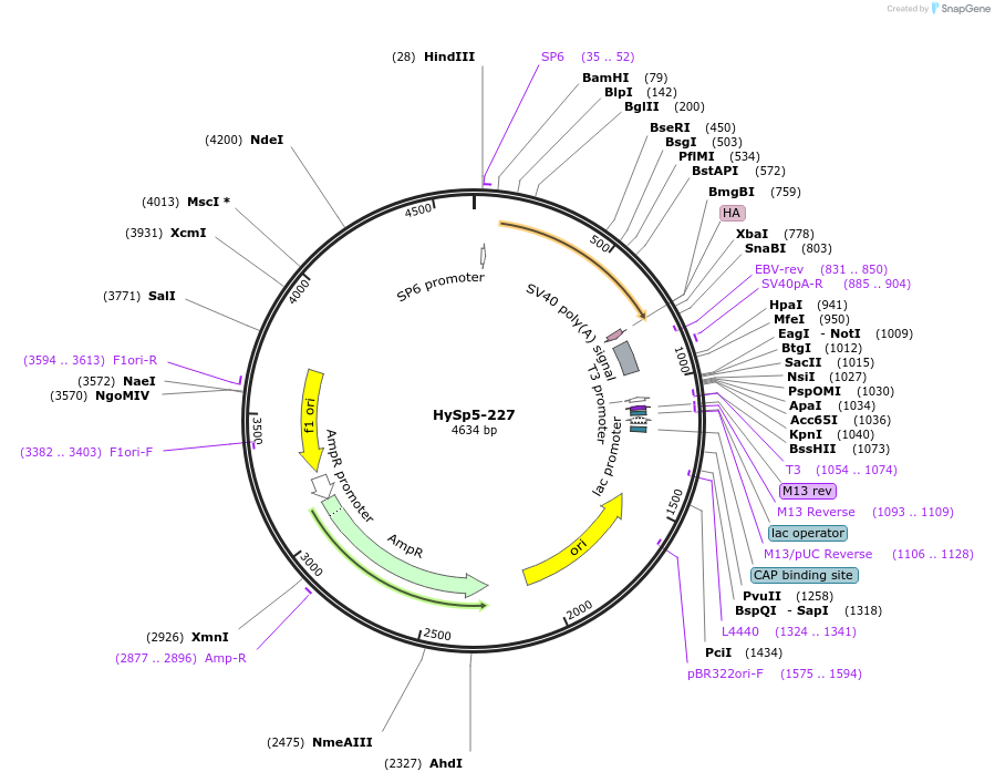 192996-plasmid-map-sequence-id-378792